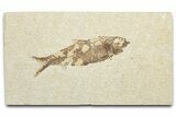 Detailed Fossil Fish (Knightia) - Wyoming #346034-1